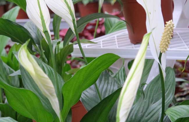 一帆风顺和滴水观音的区别