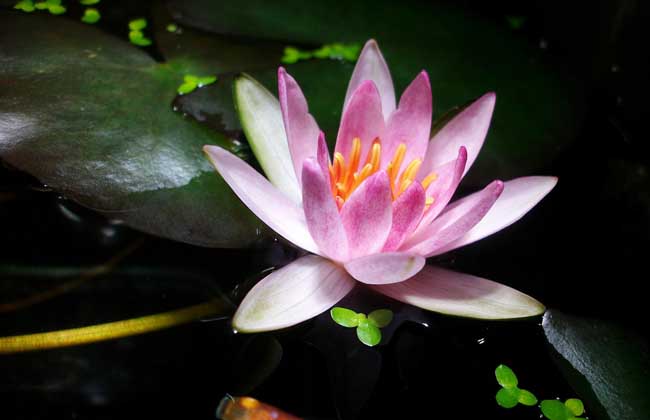 睡莲和碗莲的区别