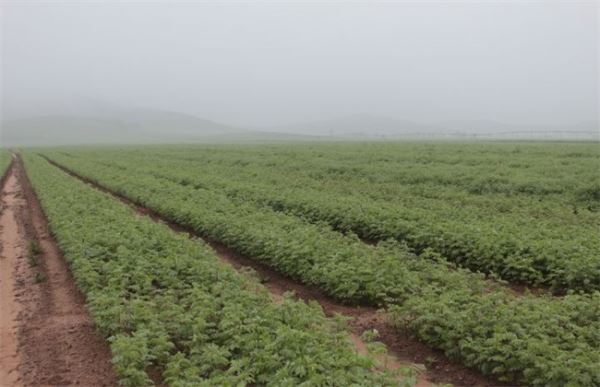 药材规模化种植的几个常见误区