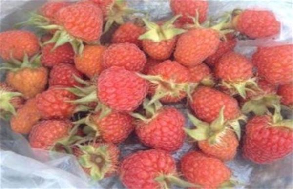 山莓和覆盆子的区别