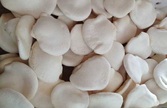 白灵菇和杏鲍菇的区别