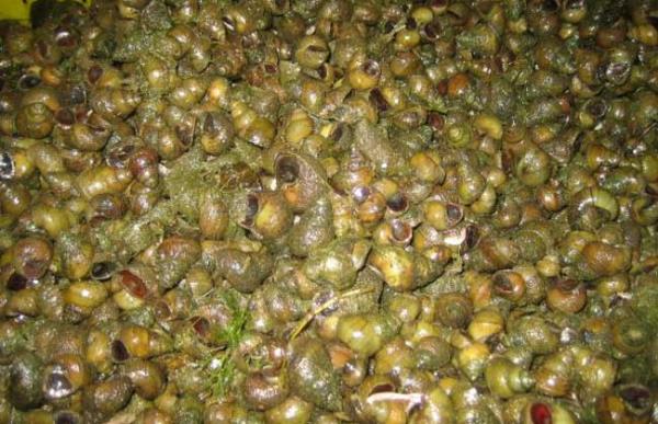 螺蛳的寄生虫有哪些