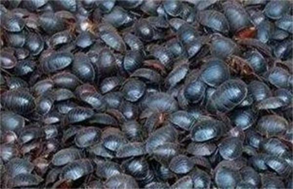 沼渣养殖土鳖虫技术