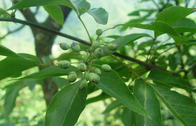 吴茱萸的功效与作用