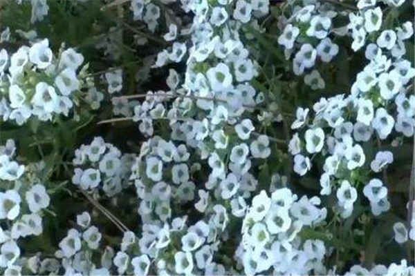 香雪球怎么养才能更旺盛 怎么养才能开花