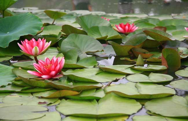 睡莲和碗莲的区别