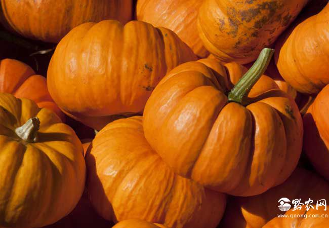 蔬菜营养价值排行榜