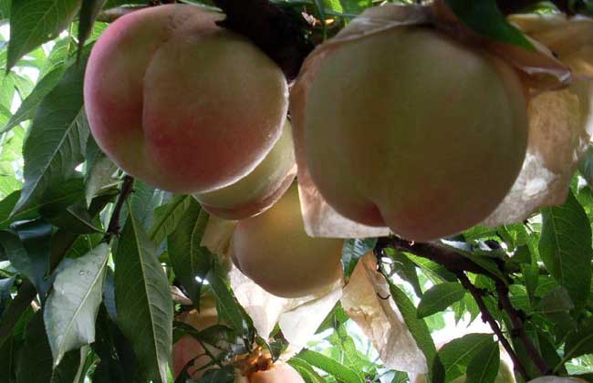 水蜜桃怎么保存才好？