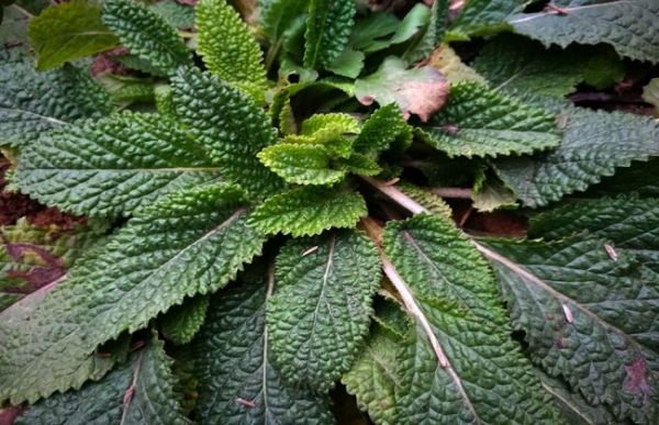 癞蛤蟆草泡水喝的功效与作用