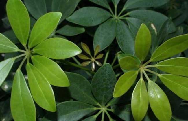 幸福树和发财树的区别