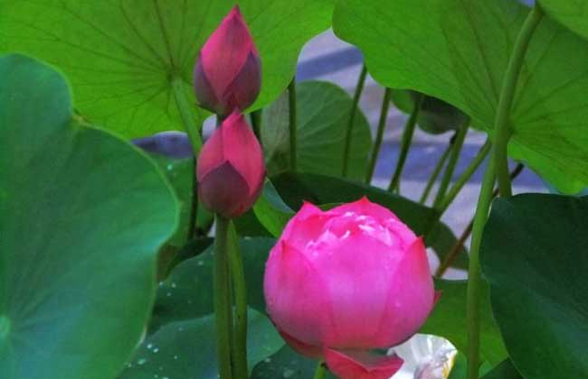 睡莲和碗莲的区别