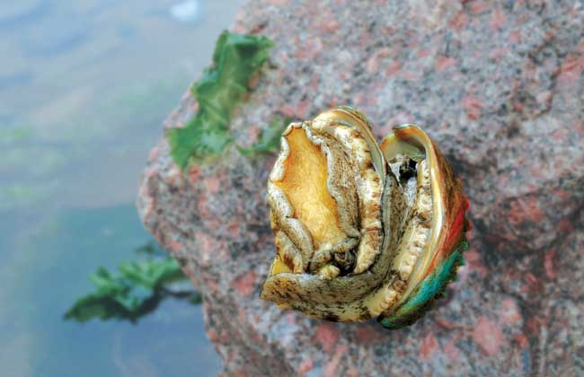 鲍鱼怎么清洗干净？