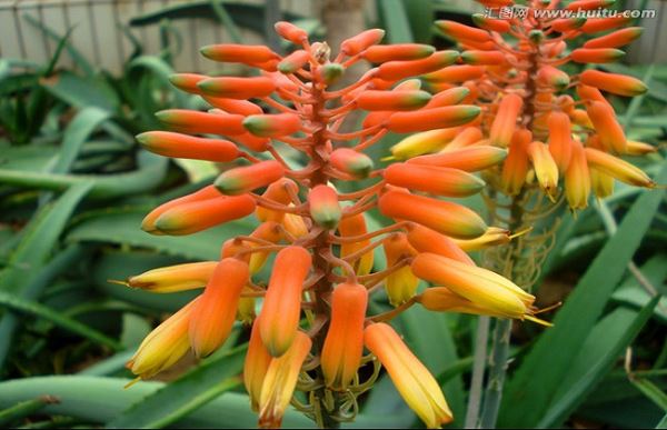 芦荟花茶的功效