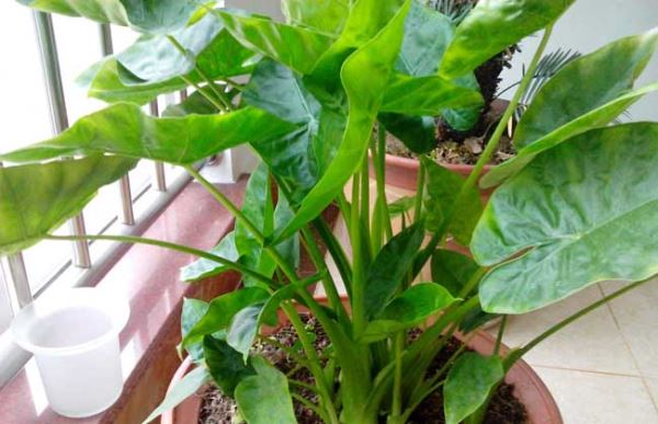 一帆风顺和滴水观音的区别