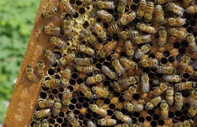 秋季蜜蜂没蜜会跑吗?秋季如何防止蜜蜂逃跑