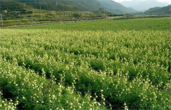 药材规模化种植的几个常见误区