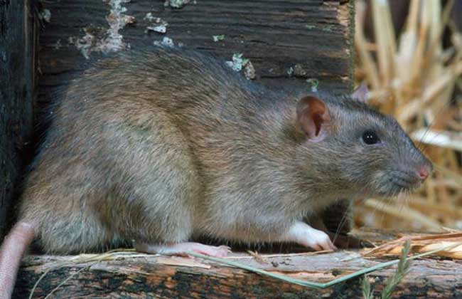 被老鼠咬了怎么办？