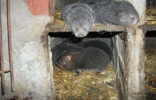 如何提高竹鼠繁殖率