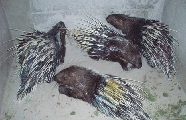 大蒜能治豪猪白痢传染病吗？