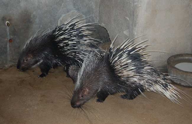 大蒜能治豪猪白痢传染病吗？