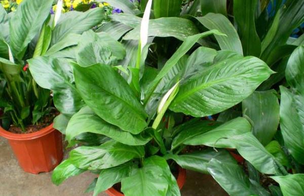 一帆风顺和滴水观音的区别