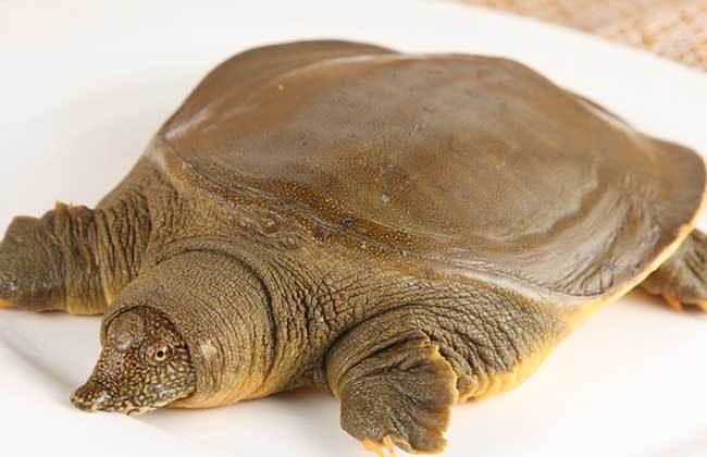 吃甲鱼过敏怎么办？