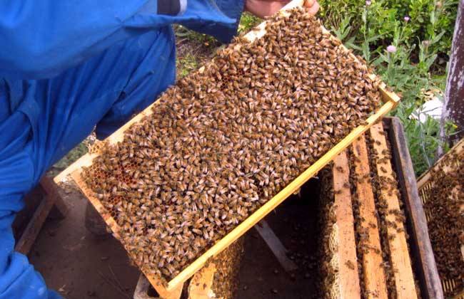 秋季蜜蜂没蜜会跑吗?秋季如何防止蜜蜂逃跑