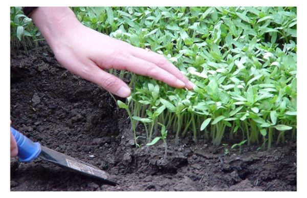 番茄出现高脚苗怎么办