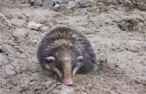 猪獾的养殖方法