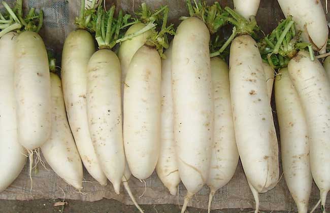 白萝卜和胡萝卜的区别