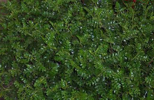 清香木的作用有哪些？