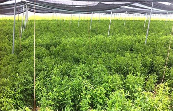 药材规模化种植的几个常见误区