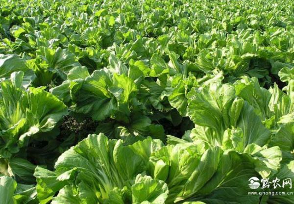 蔬菜营养价值排行榜