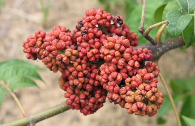 吴茱萸的功效与作用