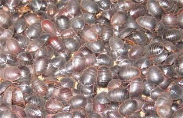 沼渣养殖土鳖虫技术