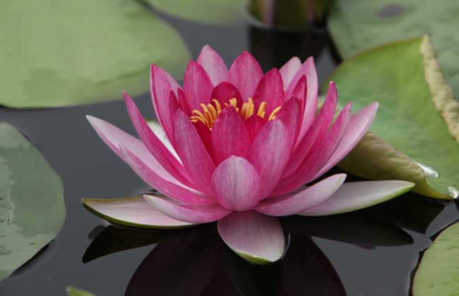 睡莲和碗莲的区别