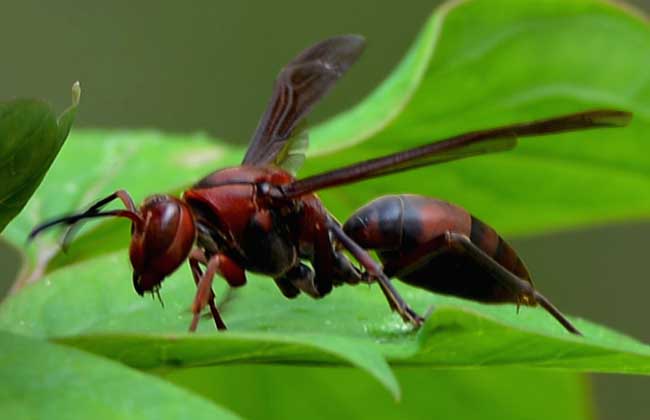 胡蜂蜇人怎么办？