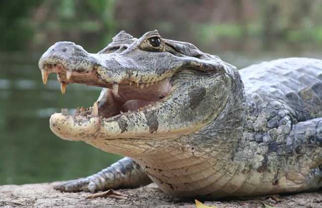 蟒蛇的天敌是什么?