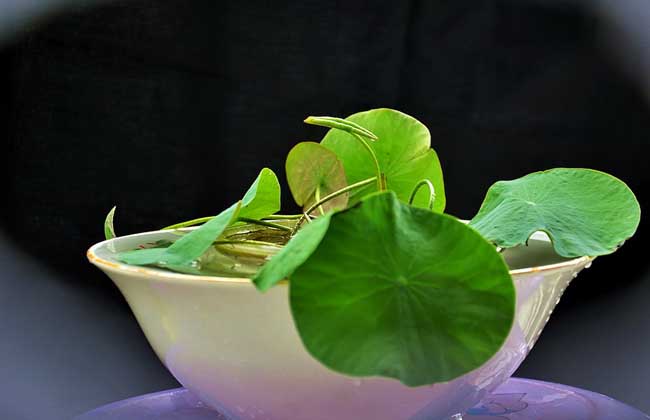 睡莲和碗莲的区别