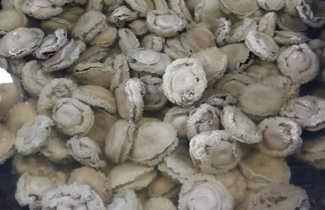 鲍鱼怎么清洗干净？