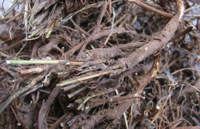 春柴胡的功效与作用