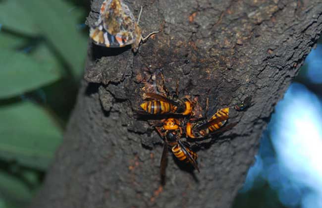 胡蜂蜇人怎么办？