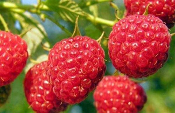 山莓和覆盆子的区别