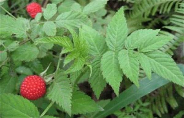 山莓和覆盆子的区别
