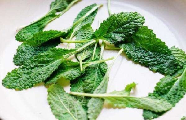 癞蛤蟆草泡水喝的功效与作用