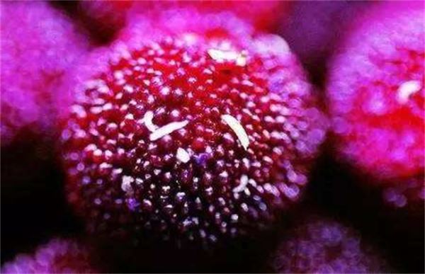 杨梅里的虫子能吃吗