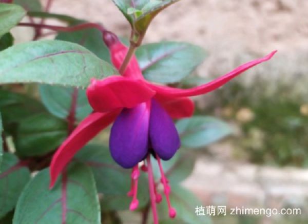 倒挂金钟怎么养才能旺盛