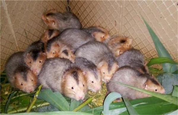 2018竹鼠养殖情况怎么样