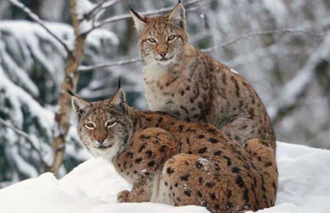 蟒蛇的天敌是什么?