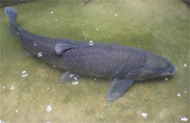 青鱼为什么很少人养